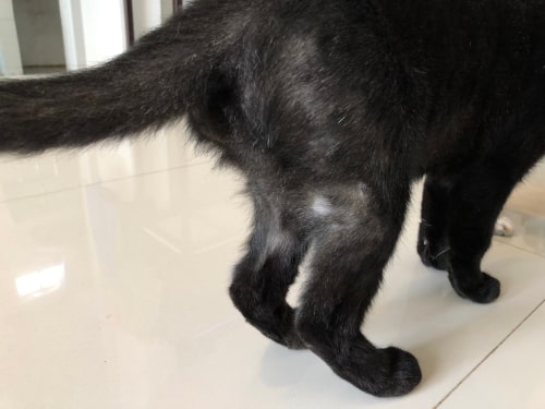 Allergies and cats: what's causing the itch?