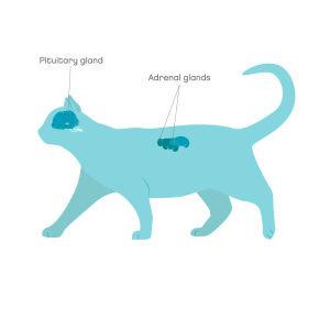 Location of the pituitary gland and the adrenal glands in cats.