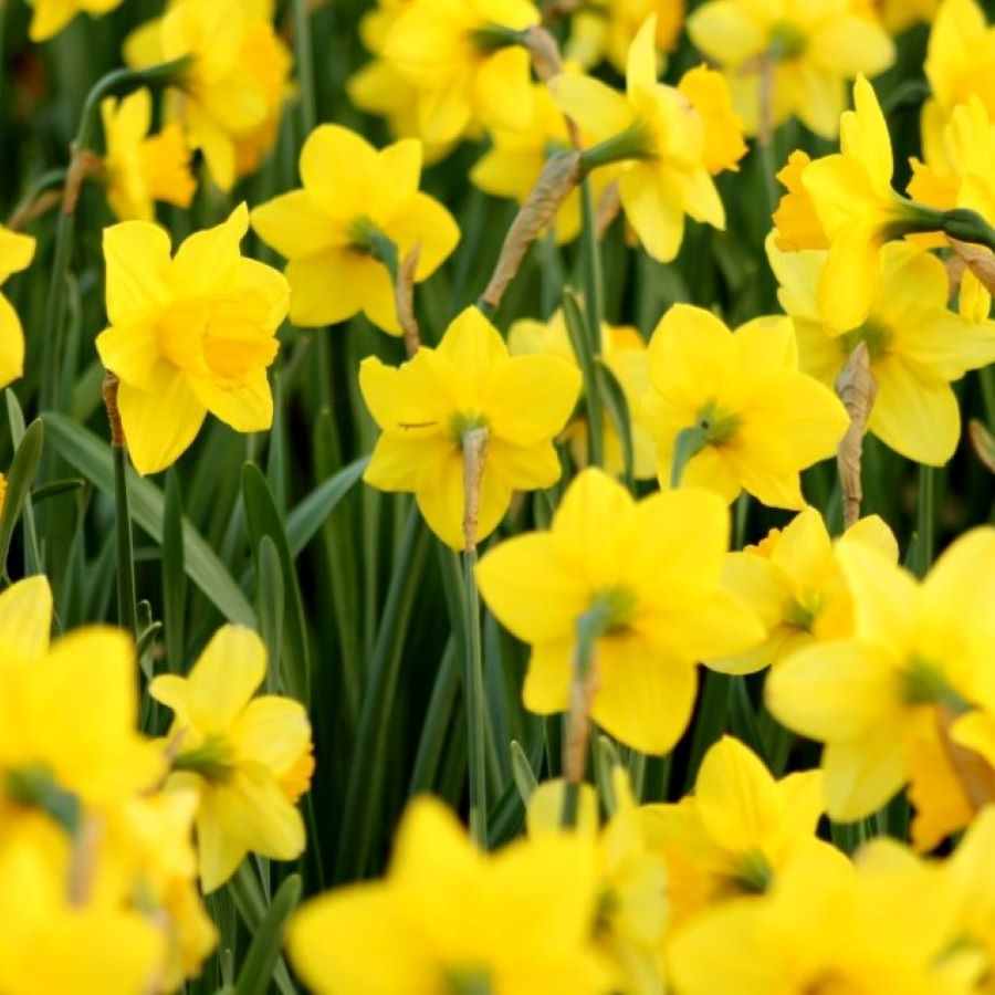 Daffodils