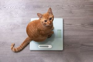 Weight loss in cats
