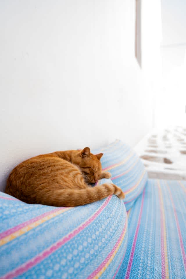 Cat asleep in the sun