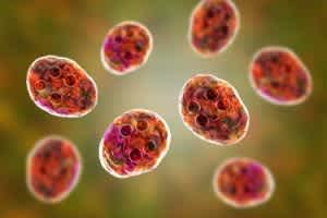 Giardia in cats