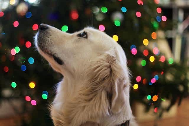 On the fifth day of Christmas