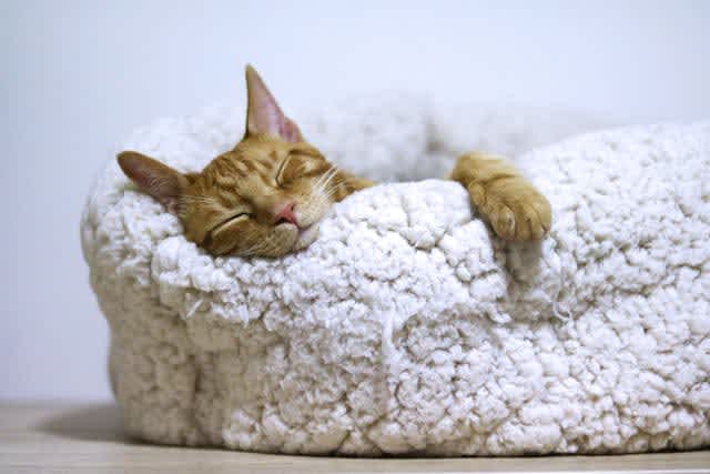 Cat asleep on a white bed