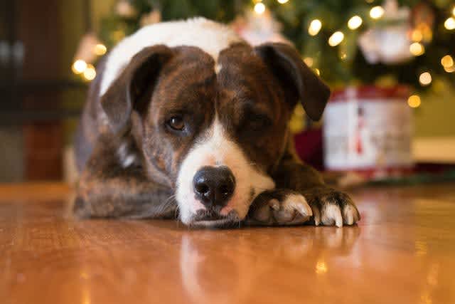 On the fifth day of Christmas