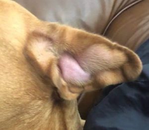 Photo of dog with a larger aural haematoma
