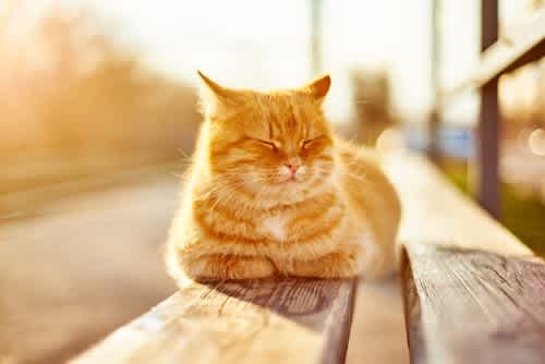 Travelling with your cat this year? A comprehensive guide to parasite prevention