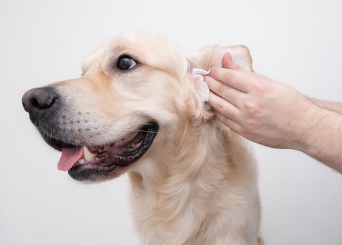 How to clean your dog's ears in 7 easy steps