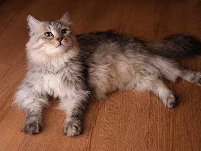 Grey long haired cat