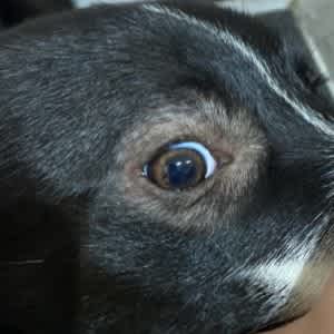 Localised demodex around the eyes