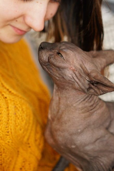Hairless cat