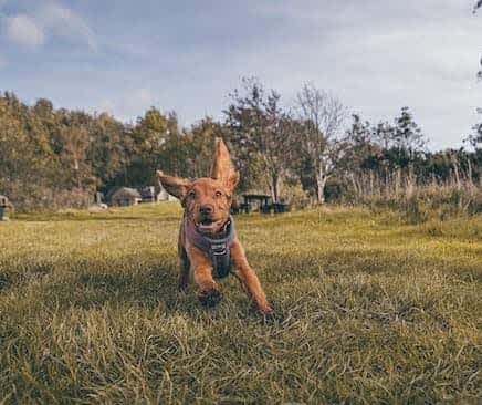 All About Raw Dog Food: Facts and Myths