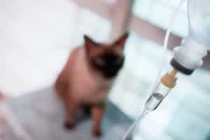 The options available for treatment will depend on the type of cancer.