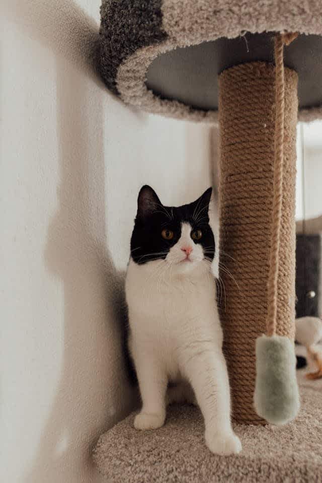 Cat on scratching post