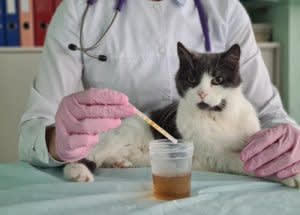 Urine tests in cats
