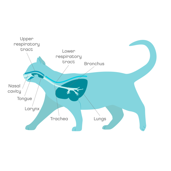 Respiratory tract anatomy in cats