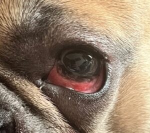 Frenchie-with-red-eye