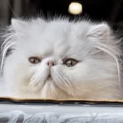BOAS face shape in a cat