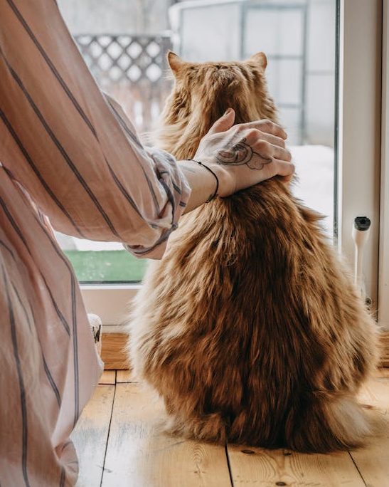 person-cat-sat-next-to-one-another-from-back-edited