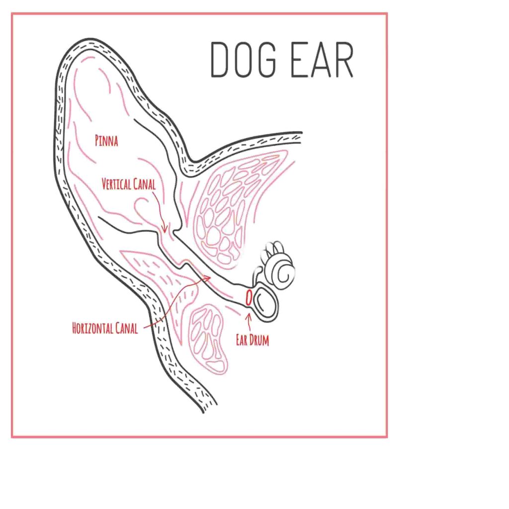 Aural haematomas affect the flap or "pinna" of a dog's ear