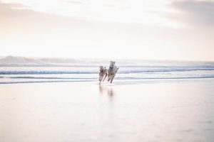 Dogs running on a beach