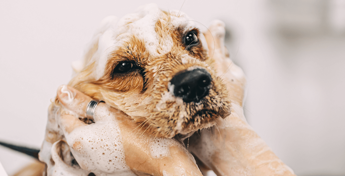Blog header dog bath