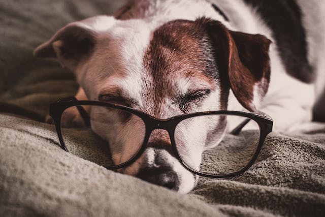 Dog with glasses