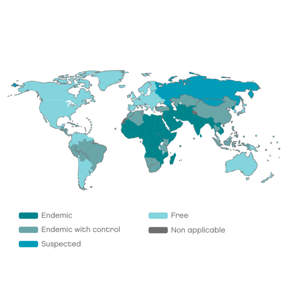 Map of dog mediated rabies