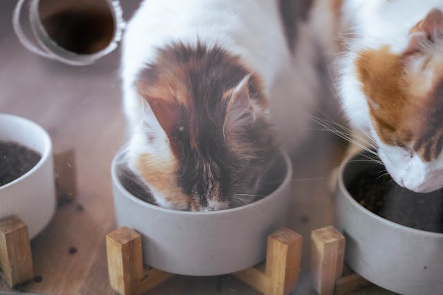 How Much To Feed Cats | Kitten Feeding Guide | Joii Pet Care