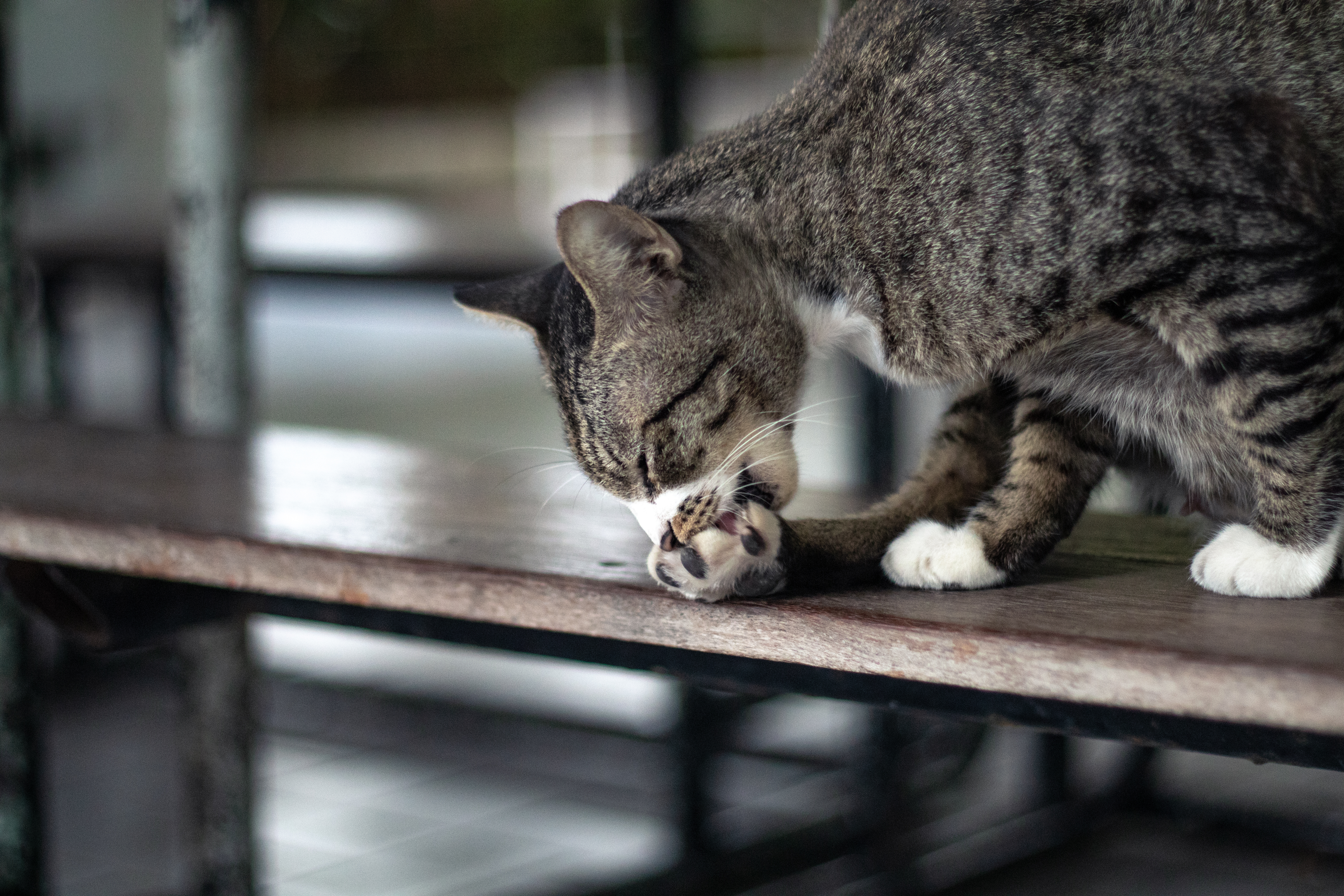 Cat licking paw