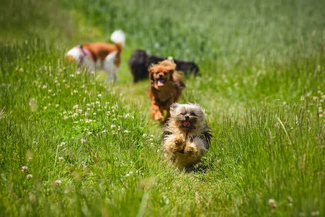 International Dog Day