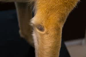 Pressure wound in a dog