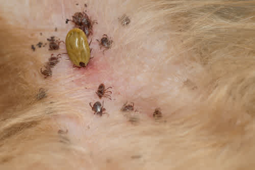 Tick bite prevention week