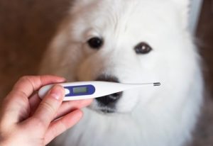 Dog thermometer