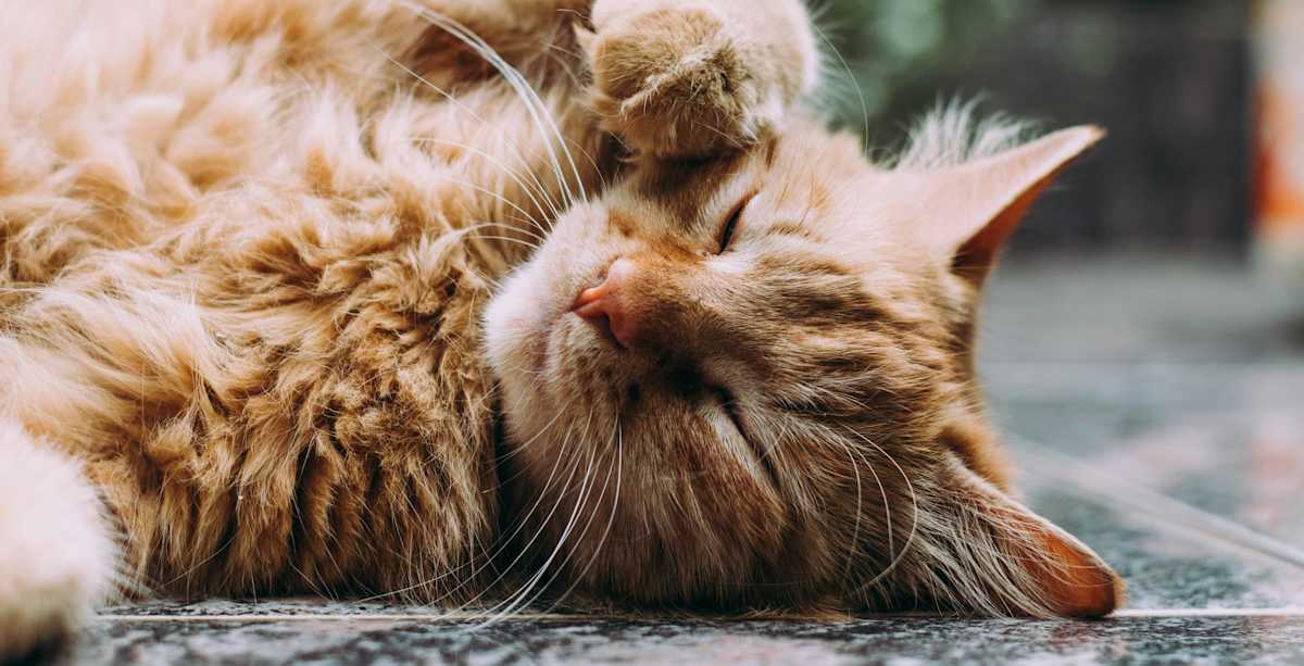 vitamin D toxicity cat hero image