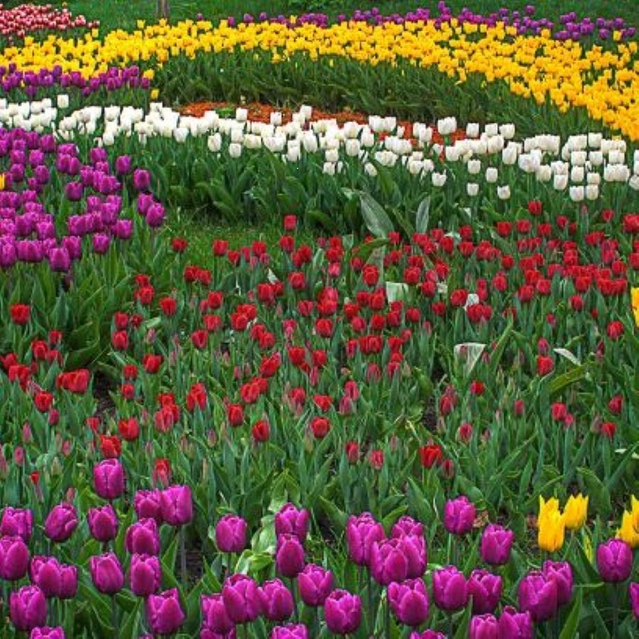 Tulips
