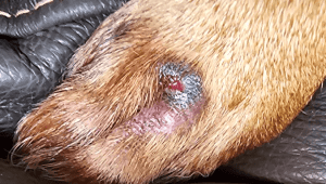 Abscess due to a grass seed in the paw