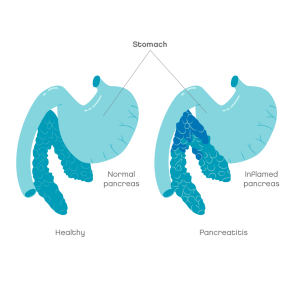 Pancreatitis in dogs