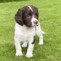 Spaniel puppy