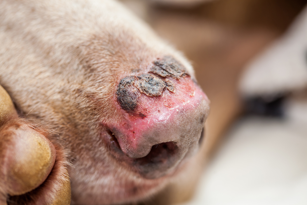 Persistent redness, crusting or a non-healing lesion on a dog’s nose should be examined by a vet, as several conditions can cause these changes.