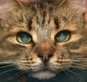 Cataract in a cat