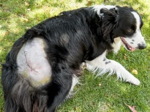 Dog with stitches