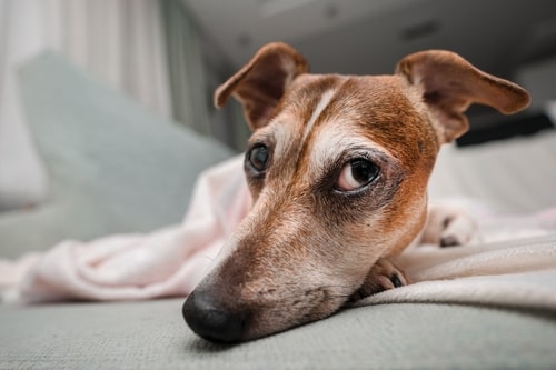Do dogs suffer from seasonal depression?