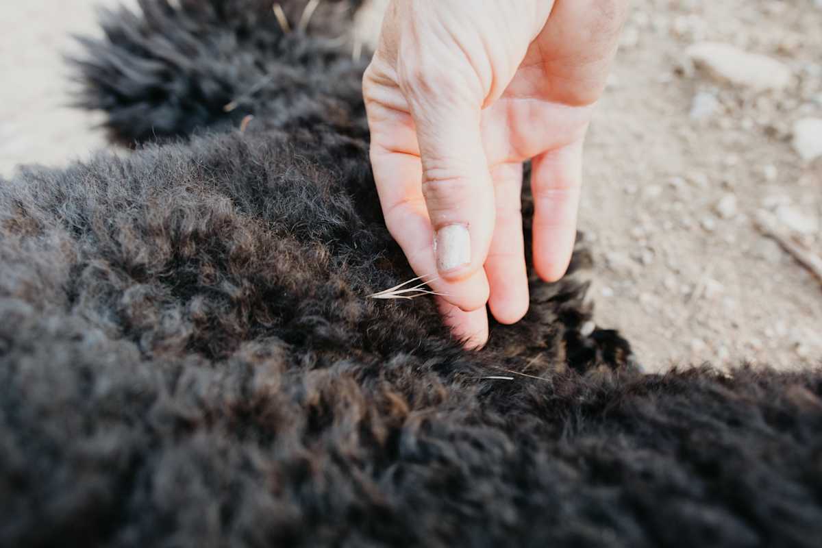 The appearance of a grass seed