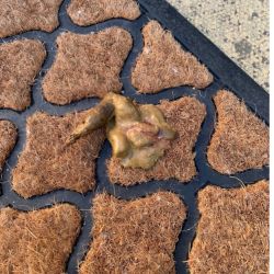 Soft cat stools with blood