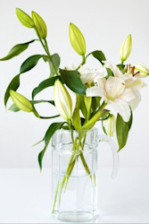 Lilies are toxic to cats and dogs