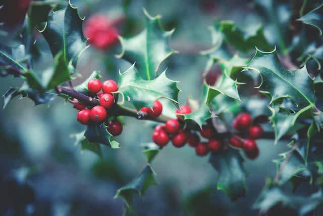 On the fourth day of Christmas