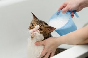 Cat being washed