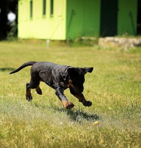 Bee and wasp stings in dogs: what to do if your dog is stung