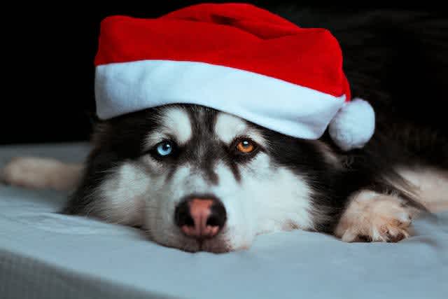 On the third day of Christmas